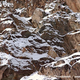 Illustration for article titled Theres a Snow Leopard in this Pic, I Promise